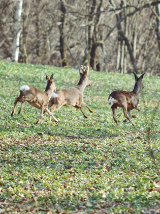 Rehe im Zweiniger Grund